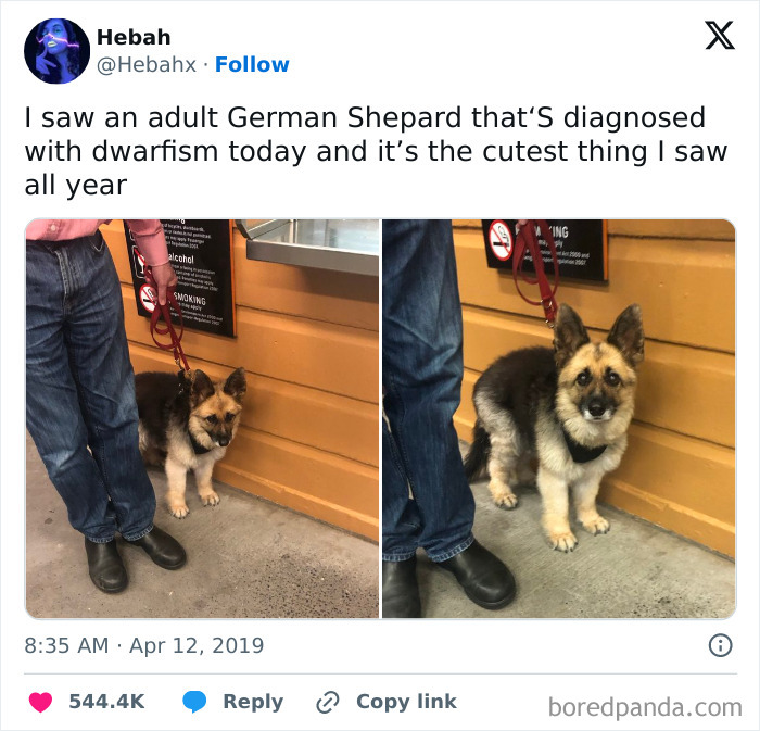 Funny and awkward animal post featuring a German Shepherd with dwarfism standing next to a person in jeans.