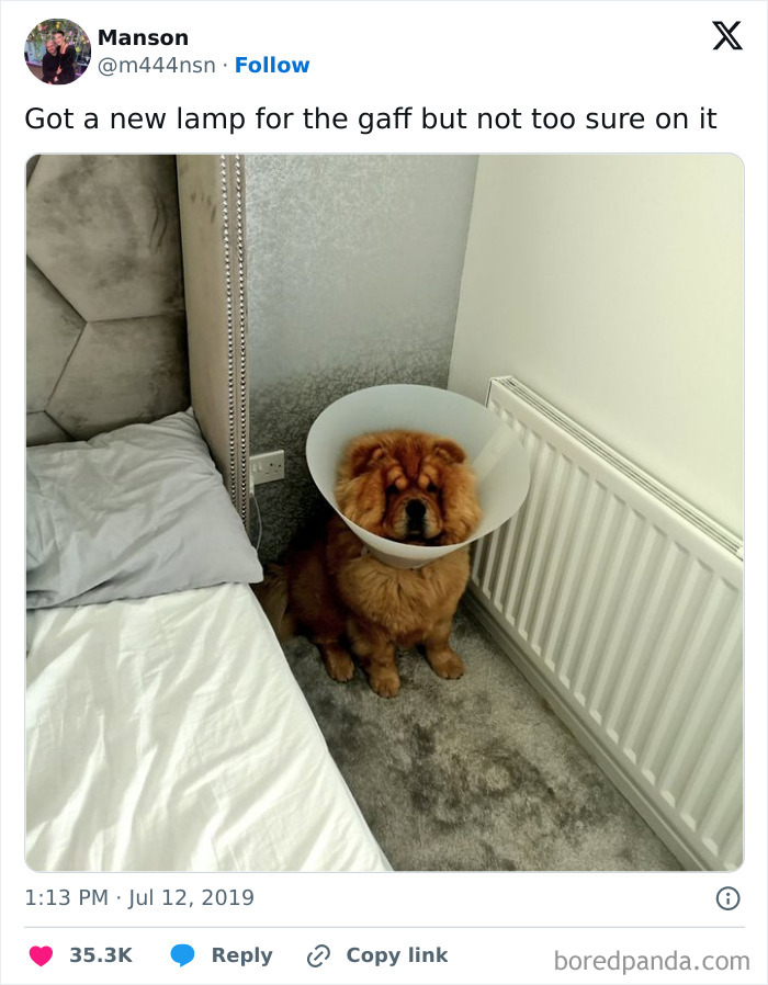 Dog with a cone in a bedroom corner, humorously mistaken for a lamp, showcasing Scottish humor.
