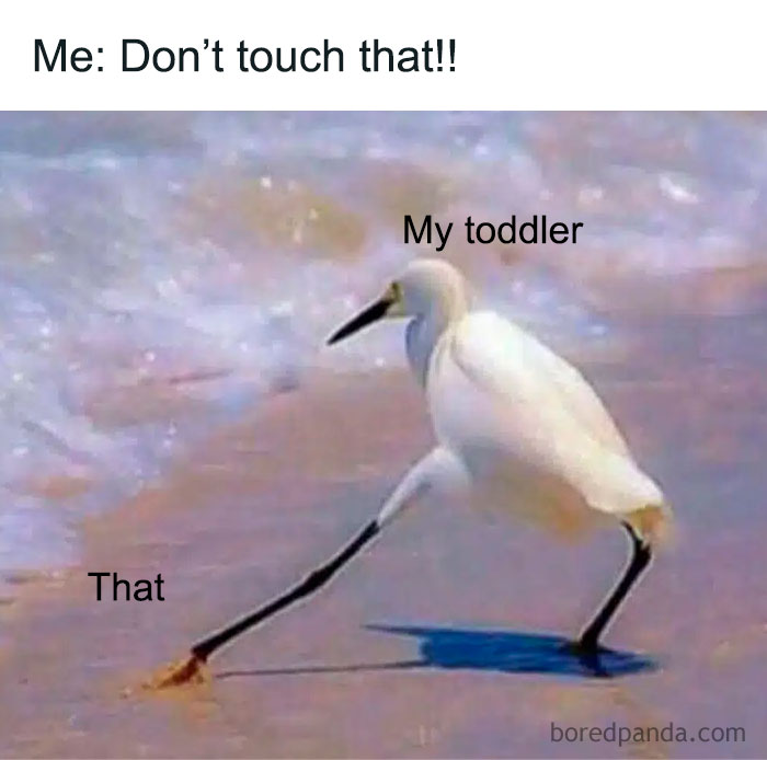 Bird labeled "my toddler" reaching for "that" on a beach, illustrating a parenting meme humor scenario.