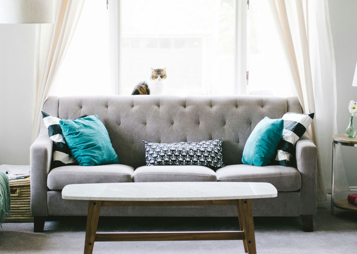 Cozy living room with a gray sofa, vibrant cushions, and a cat peeking from the window. Home hiding places.