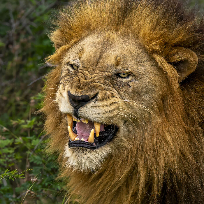 Lion in its natural habitat showcasing nature's raw beauty, captured by a wildlife photographer.