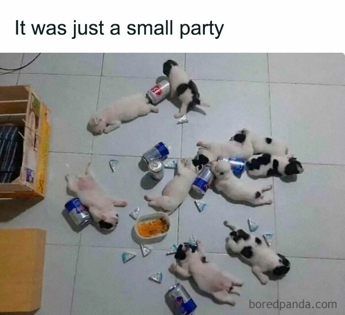Cute puppies surrounded by soda cans, humorously arranged as if at a party.