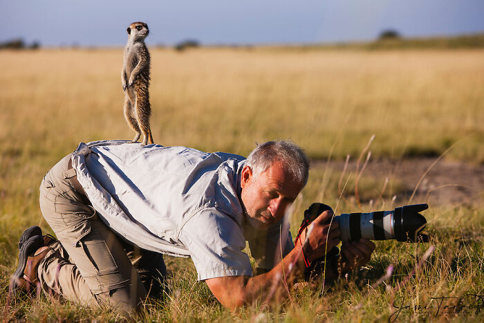 Wildlife photographer disturbed by a meerkat perched on his back in a grassland setting.