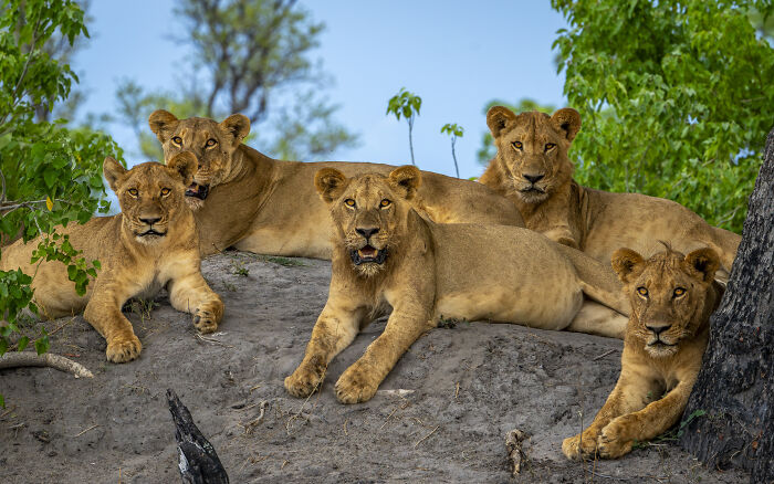 Lions resting on a hill, showcasing nature's raw beauty captured by a wildlife photographer.