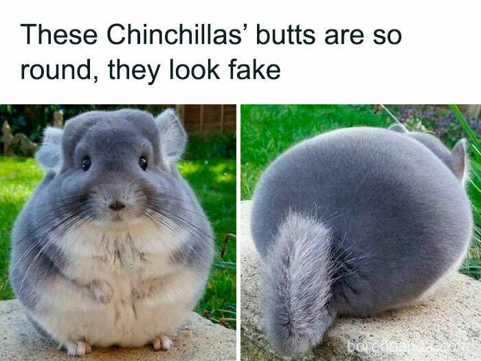 Two chinchillas with comically round backsides, looking delightfully awkward.