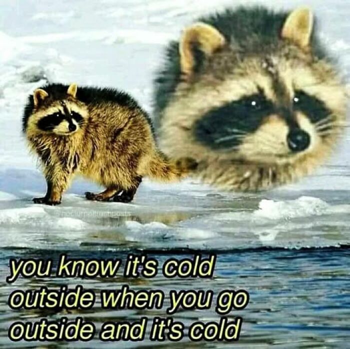 Raccoon meme highlighting the literal cold outside with a humorous caption on icy background.