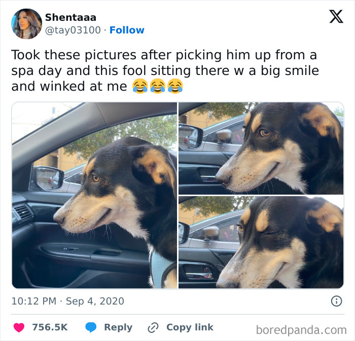 Dog with a funny smile sitting in a car after spa day, looking content and winking.