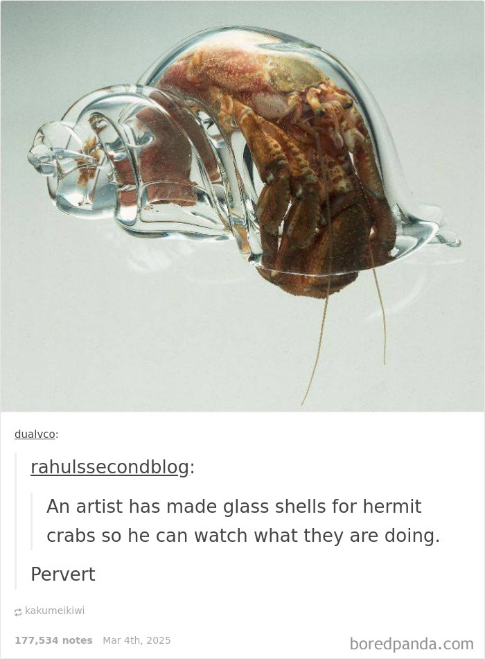Weirdest meme with a hermit crab in a glass shell, humorous commentary below.
