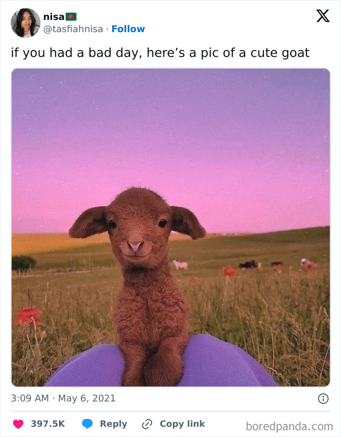 Cute goat sitting in a field at sunset, bringing a funny and uplifting moment to your day.