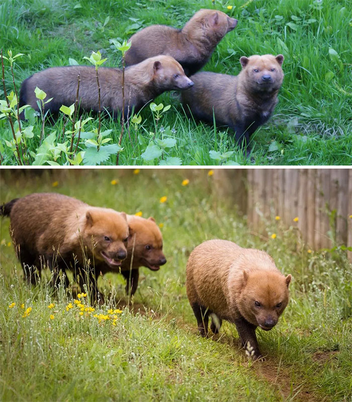 Cuatro perros salvajes en un verde campo, demostrando la sorprendente belleza de la naturaleza.