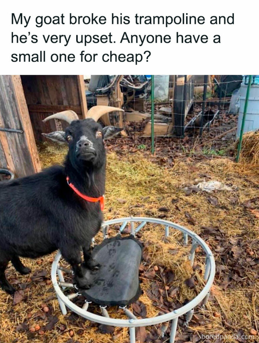 A goat stands on a broken mini trampoline in a yard, looking puzzled.