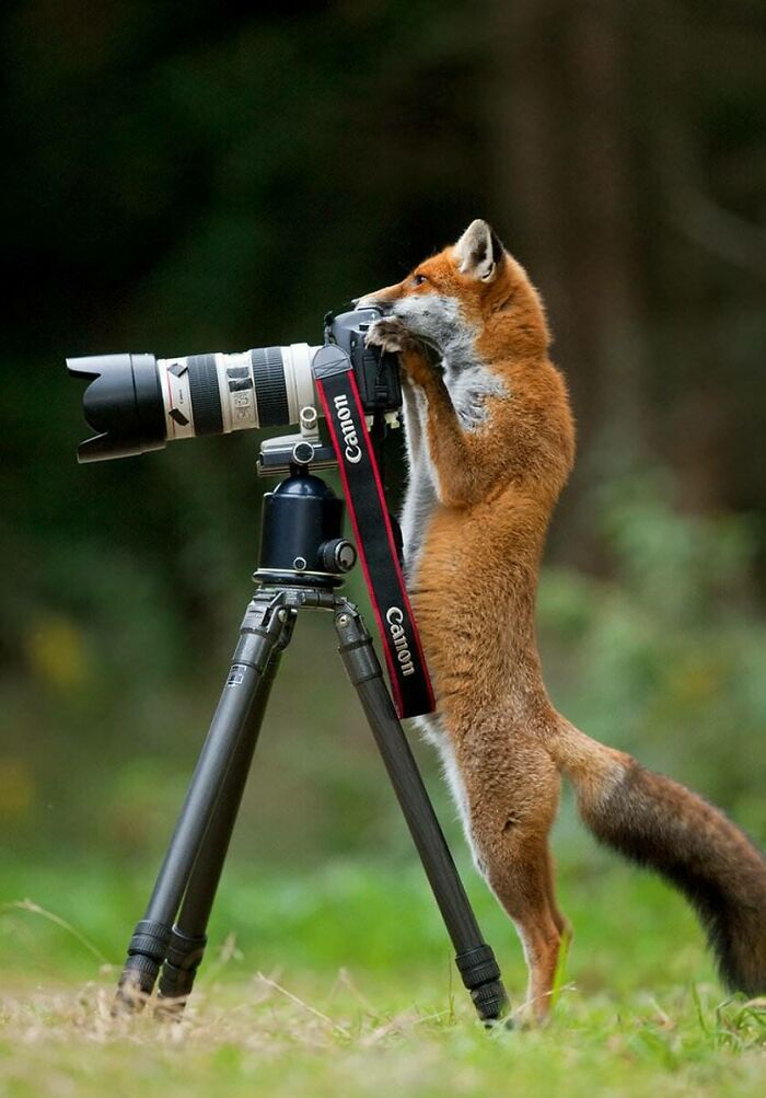 A curious fox with no spatial awareness peers through a wildlife photographer's camera on a tripod.