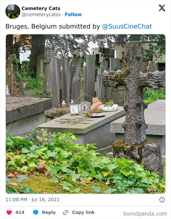 A cute cat resting on a grave in a lush cemetery, Bruges.