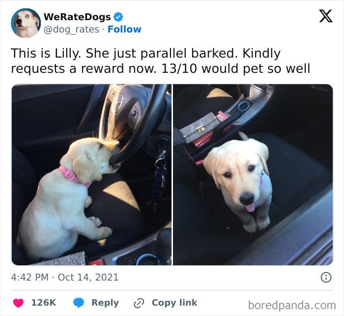 Cute puppy in car posted by WeRateDogs, humorously described as "parallel barking" and rated 13/10 for petting.