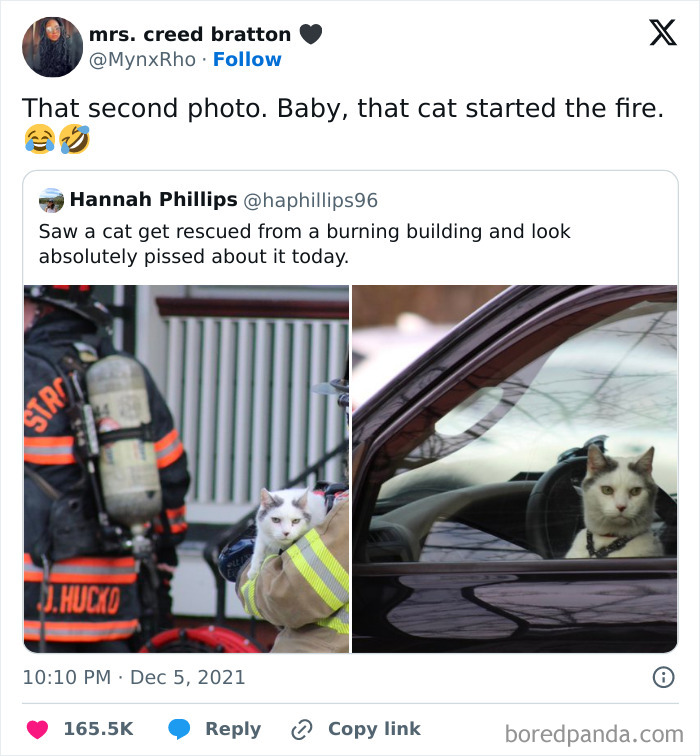 Funny meme featuring a cat rescued by firefighters, looking unimpressed, sitting in a car.