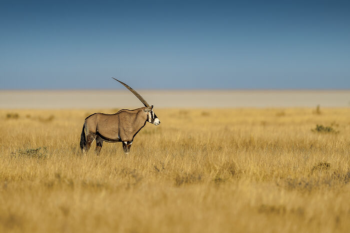Wildlife photographer captures an oryx standing in a sunlit savannah, showcasing nature's raw beauty under a clear blue sky.