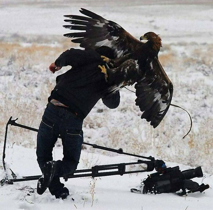Wildlife photographer toppled by an eagle with no spatial awareness in a snowy field.