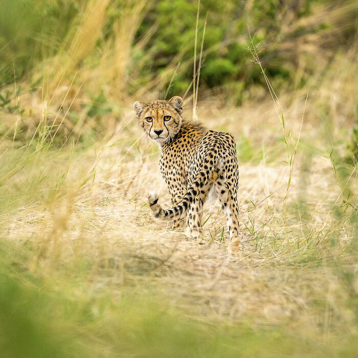 A cheetah in the wild, captured by a wildlife photographer, showcasing nature's raw beauty amidst dry grass.