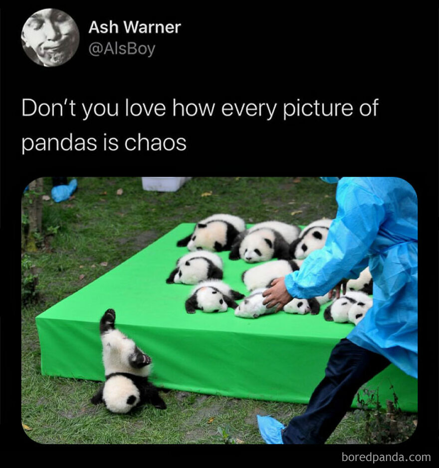 Humorous meme of baby pandas creating chaos on a green surface as a person in blue tries to organize them.