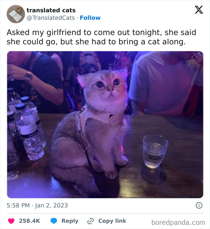 Cat sitting on a bar counter with a drink, creating a funny and awkward animal moment.