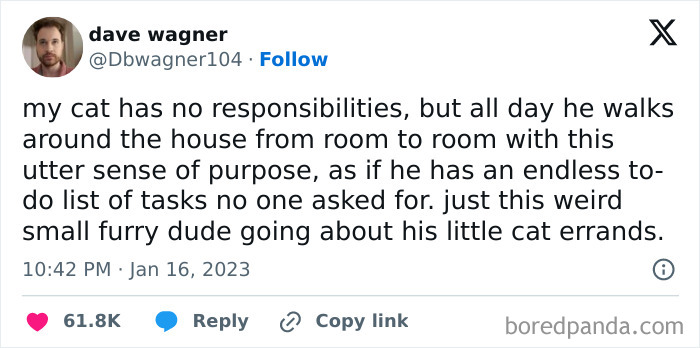 A humorous meme about a cat acting with purpose, as if doing errands.