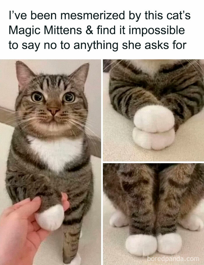 Cute cat with fluffy paws, three images showing playful and awkward poses for a funny animal post.