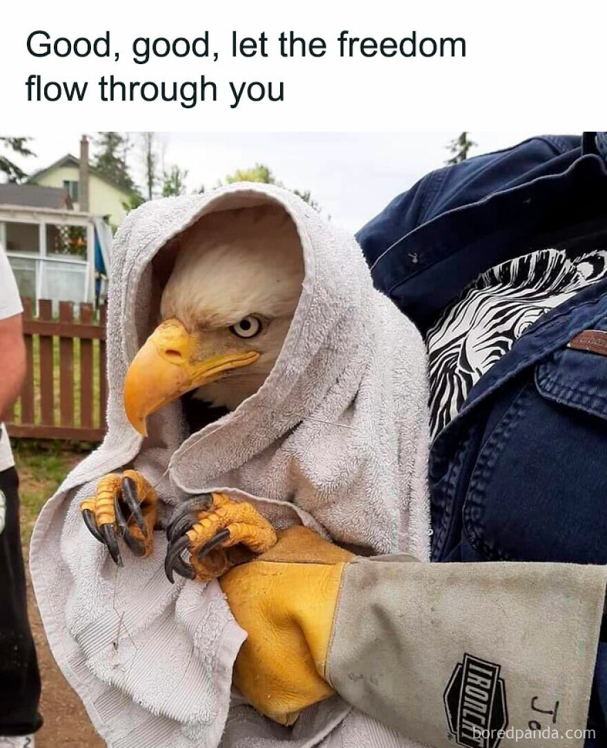 A bald eagle wrapped in a towel with text overlay; a humorous meme.