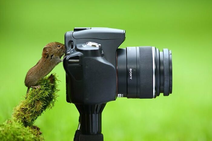 A curious animal with no spatial awareness investigates a camera in the wild.