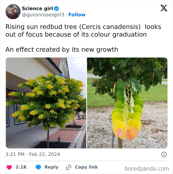 Tweet showcasing a rising sun redbud tree with vibrant color gradients, demonstrating nature's artistry.