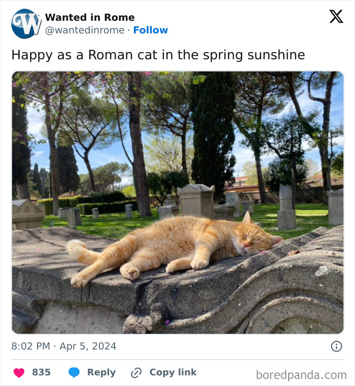 Cute cemetery cats basking in the sun on a stone ledge surrounded by trees and gravestones.