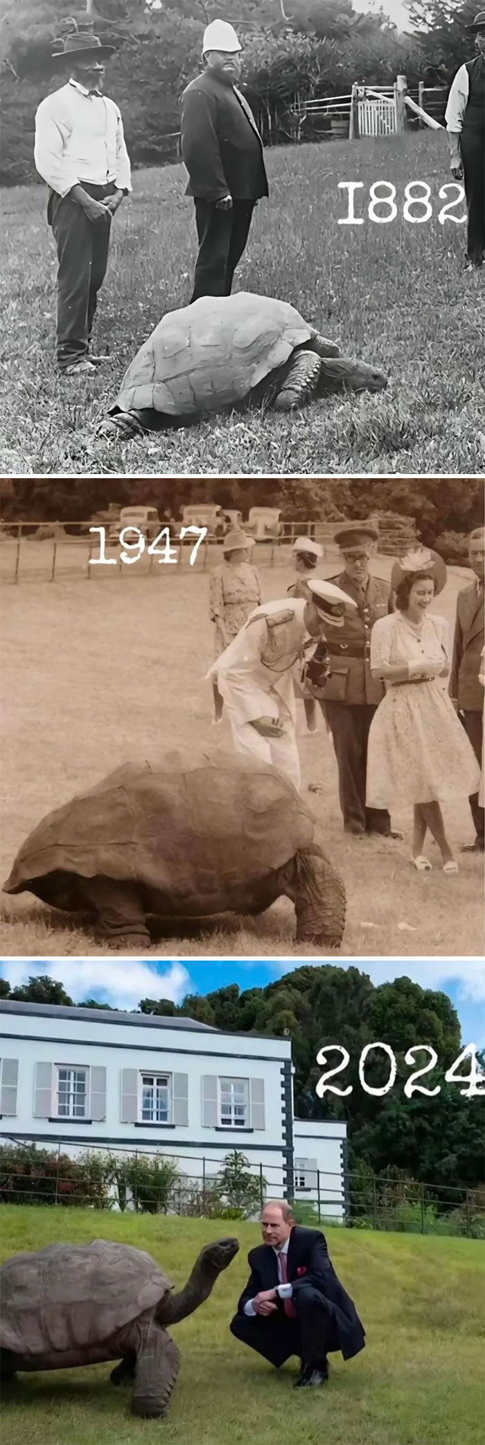 Tortuga gigante fotografiada en 1882, 1947 y 2024, demostrado la sorpresa continua de la naturaleza.