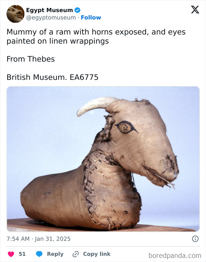 Ancient Egyptian ram mummy with exposed horns and painted eyes on linen from Thebes.