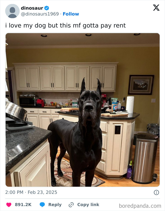 Large black dog stands in a kitchen humorously captioned about needing to pay rent, showcasing daily humor memes.