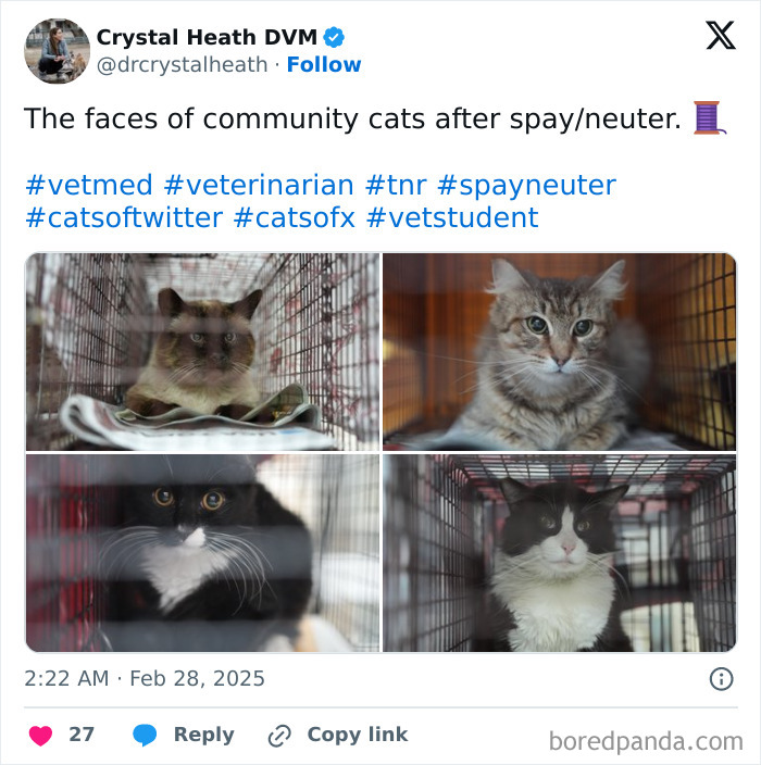 Community cats in cages post-spay/neuter at veterinarian office, looking curious and calm.