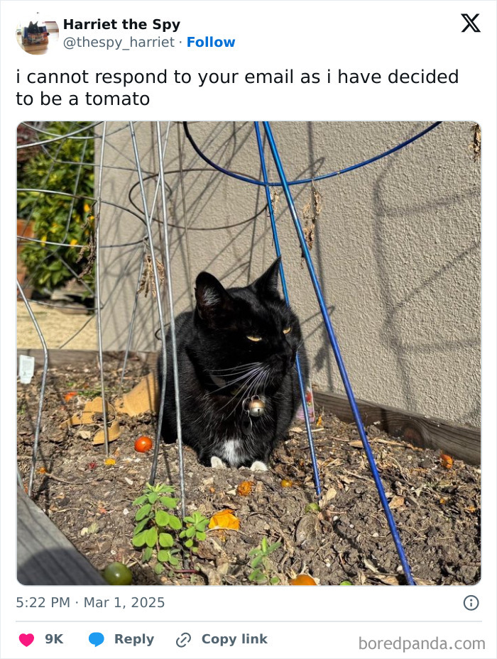 Cat sitting in garden with text overlay; a humorous take on work-email-jokes.