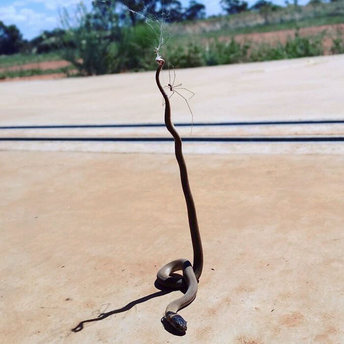 A snake suspended in mid-air by a spider's web on a sunny day, surprising moment captured.