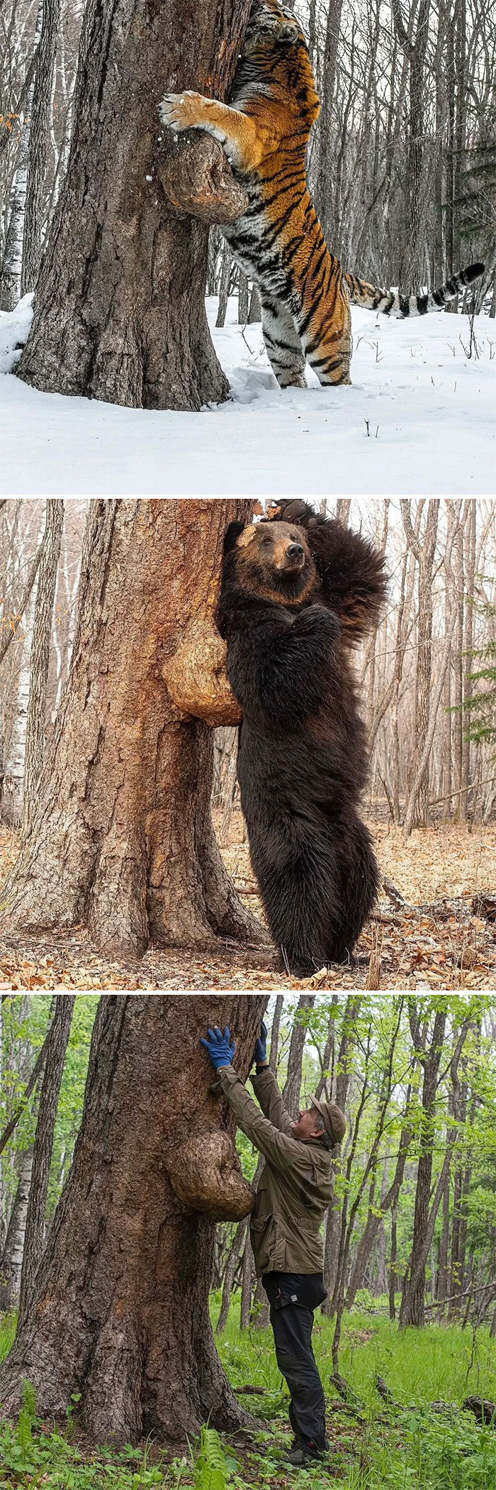 Tiger, bear, and person amazed by nature, each hugging a large tree in a forest during different seasons.