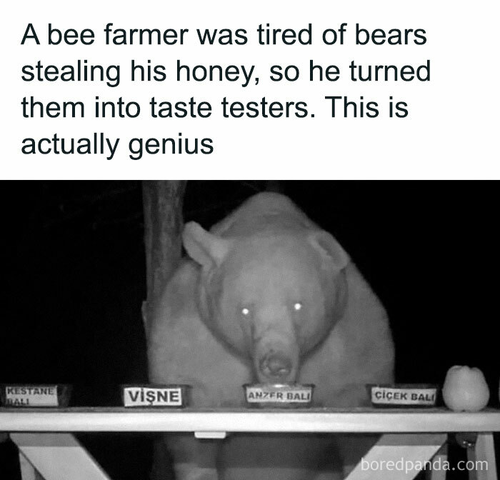Bear taste-testing honey in a funny and awkward animal moment at night, with jars labeled in front of the bear.