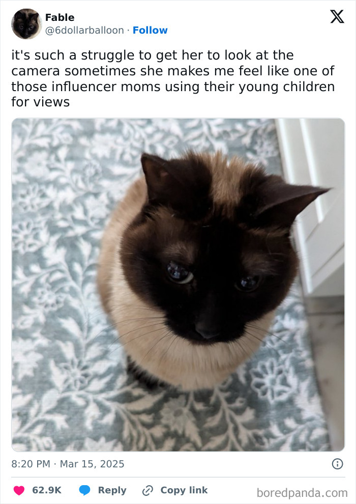 Fluffy dark-faced cat on a patterned rug, looking up with a caption about camera struggles, capturing funny moments.