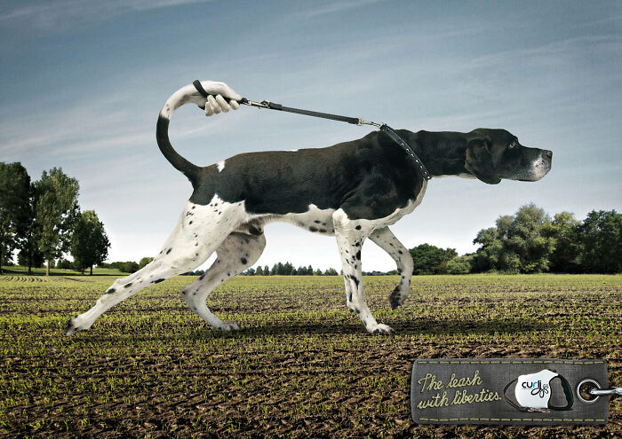 Dog with creative leash design walking in a field, showcasing a memorable canine campaign.