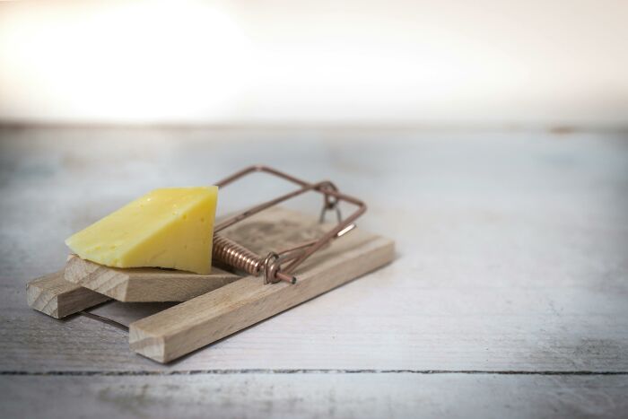 Cheese on a mousetrap, concept of unexpected cat gifts in a humorous setup.