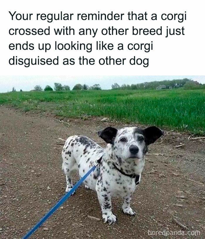 Corgi mix dog with spotted fur and floppy ears on a leash, standing on a rural path. Funny and awkward animal moment captured.