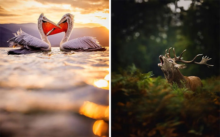 Pelicans with beaks entwined at sunset; stag with antlers roaring in a forest. Nature's stunning moments captured brilliantly.