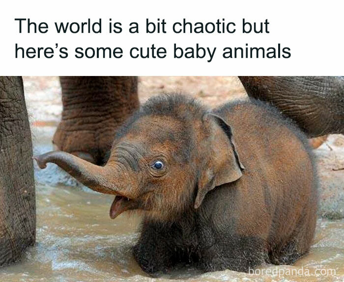 Cute baby elephant in a muddy puddle with humorous animal vibe.