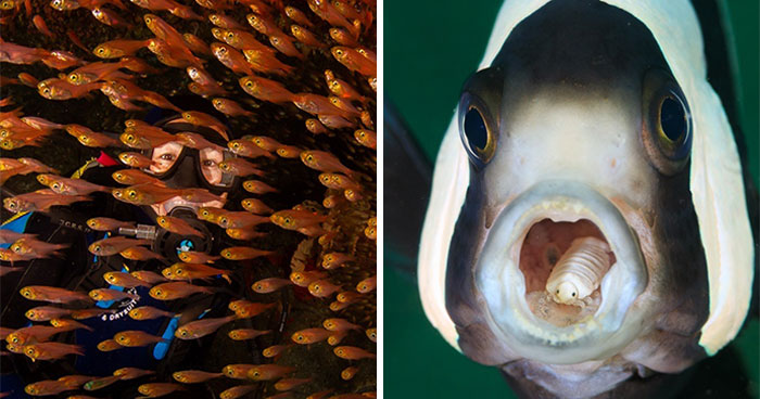 30 Prize-Winning Underwater Images That Reveal The Ocean’s Hidden Wonders