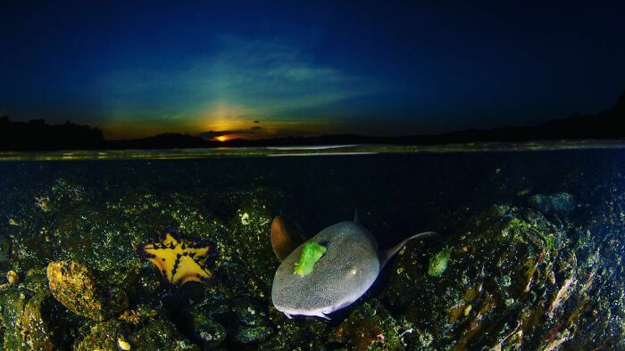 Underwater scene at sunset with a shark and starfish, showcasing wildlife beauty.