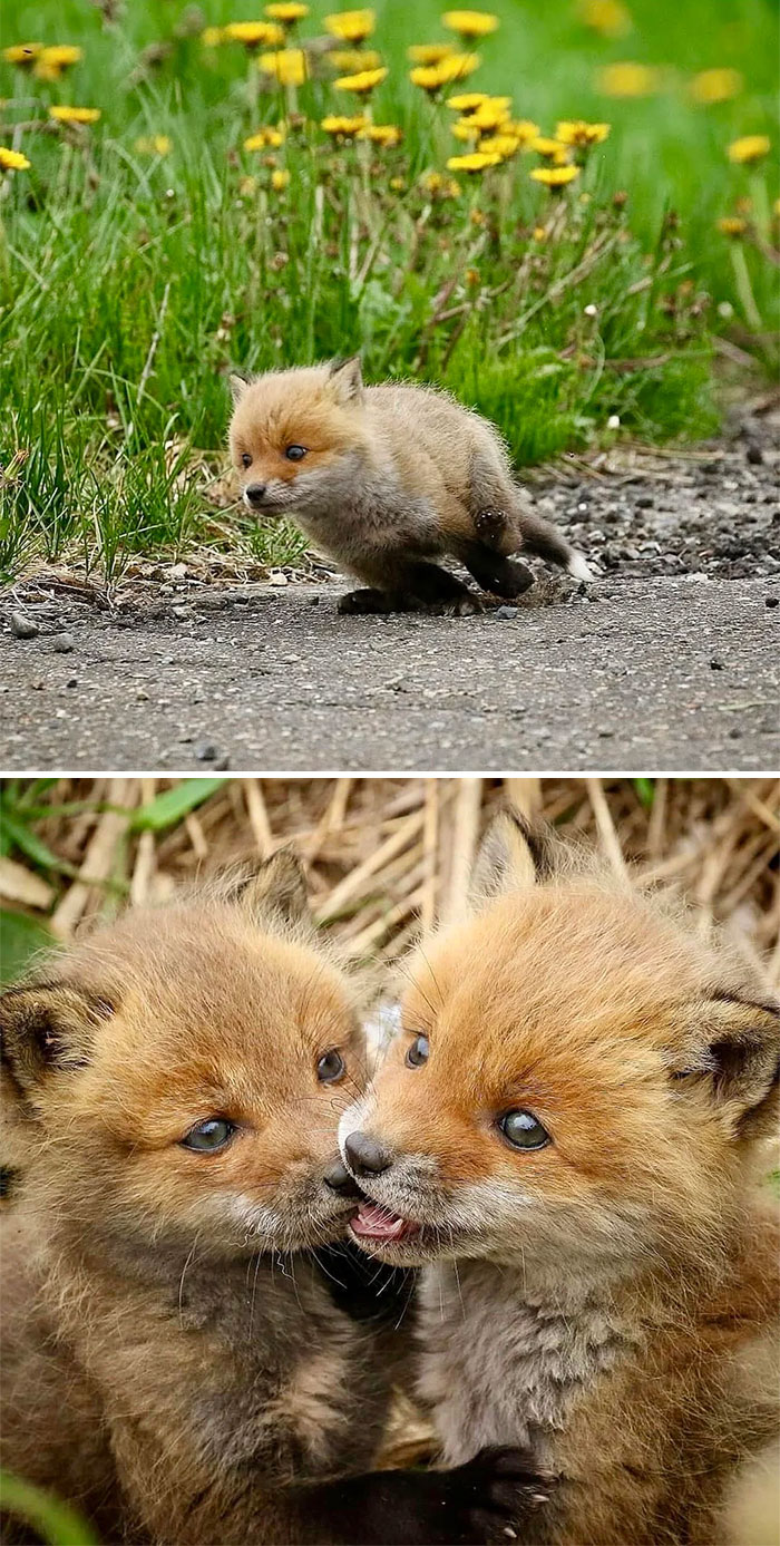 Zorros bebé jugando en la naturaleza, demostrando sorpresa con su ternura y curiosidad.