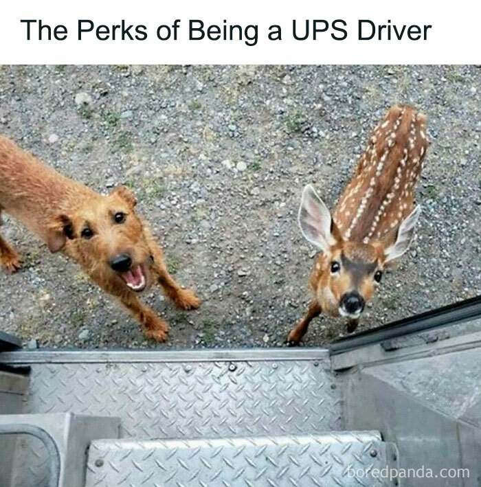 Dog and deer eagerly greet a UPS driver, showcasing funny animal interactions.