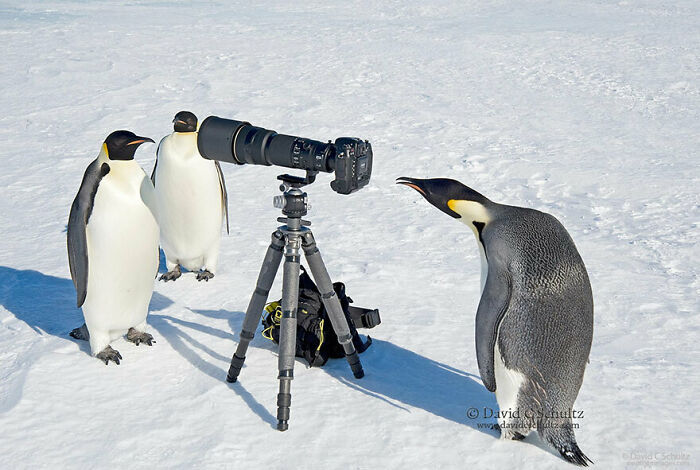 Penguins investigating a camera setup, showcasing animals with no spatial awareness on a snow-covered landscape.