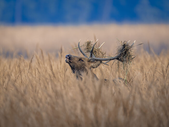 Deer with antlers covered in grass stands amidst tall reeds, showcasing nature's raw beauty.